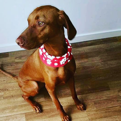 Reflective Red Dog Snood Tube Scarf/Bandana