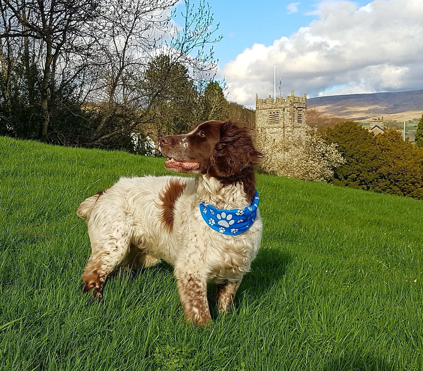 Reflective Dog Scarf/Bandana! Blue Dog Scarf RUFFNEK® Blue