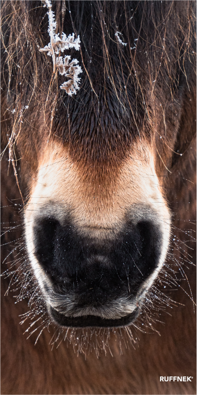 Pony Nose Multifunctional Scarf RUFFNEK® Black/Grey